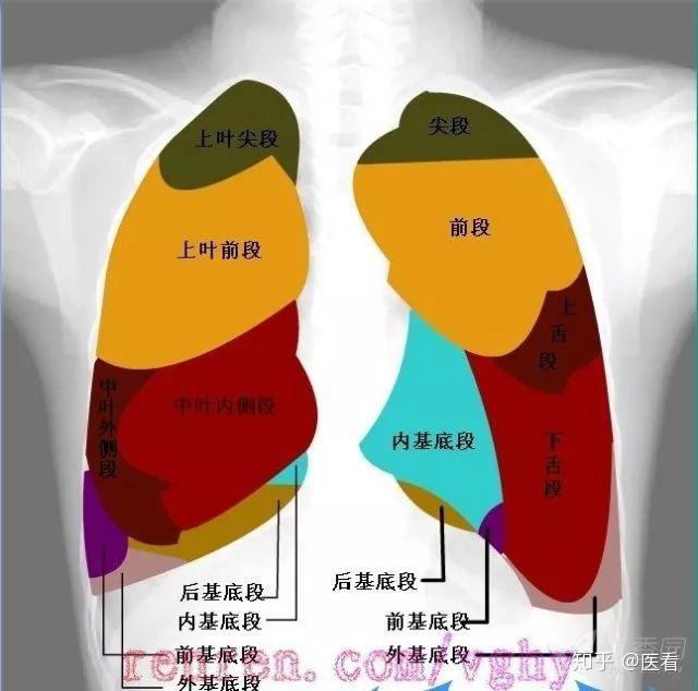 左肺叶图片位置示意图图片