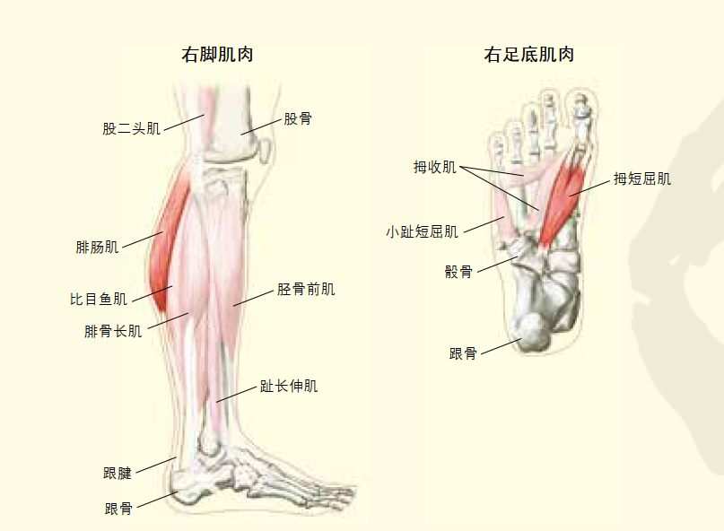 腿部肌肉名称和位置图图片