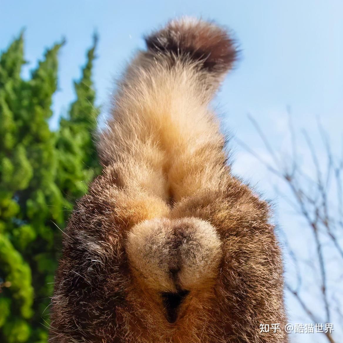 猫咪假蛋蛋创意赏析千奇百怪的猫蛋