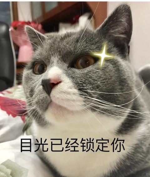 热度的一介凡夫俗子蘑菇君自己养的猫做的哪些表情包让你觉得最为惊艳