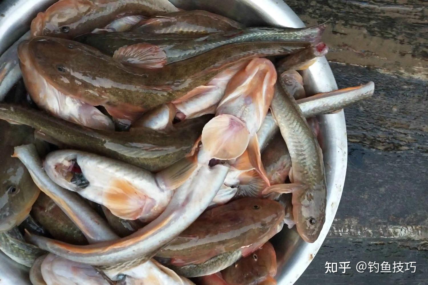 鲶鱼在海 库存照片. 图片 包括有 游泳, 本质, 新鲜, 食肉动物, 绿色, 透明, 池塘, 下潜, 女性 - 154058120