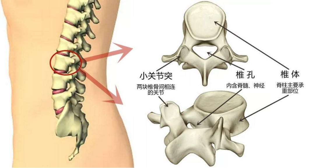腰痛三大元凶:腰肌劳损,腰椎退变,腰椎间盘突出! - 知乎