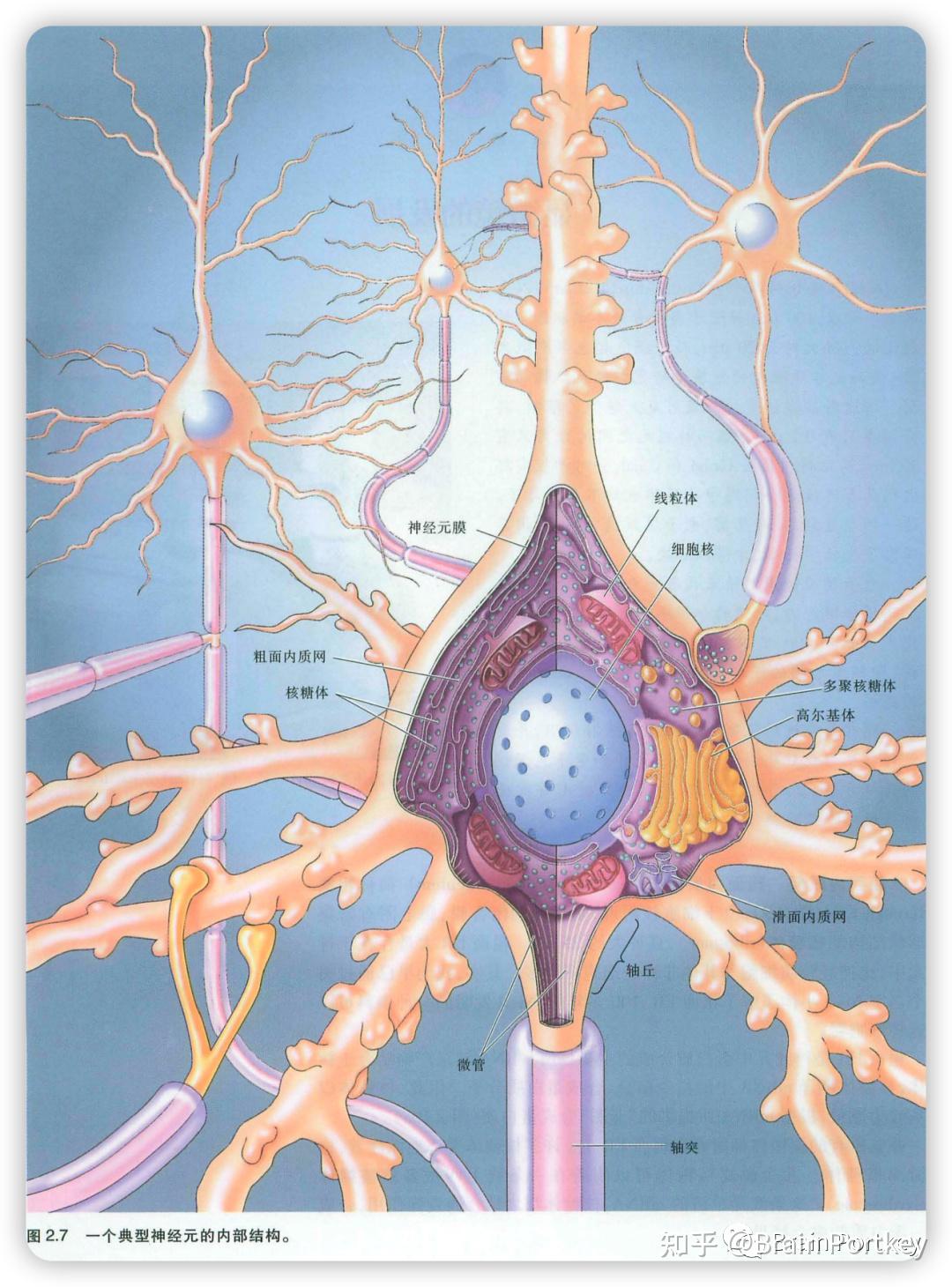 【神秘脑域 01】卡哈尔和高尔基,谁才是神经元之父?