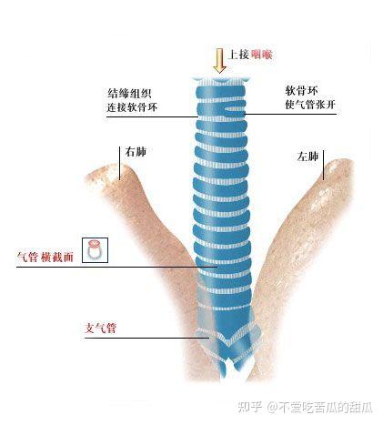 气管与支气管 - 知乎