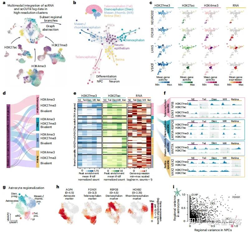 Nature Neu | 单细胞CUT&Tag+单细胞RNA-seq+类器官解析发育动态过程的表观遗传机制 - 知乎