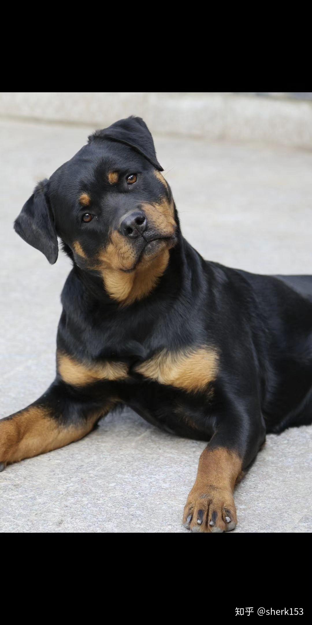 请大家看看这是纯种罗威纳么