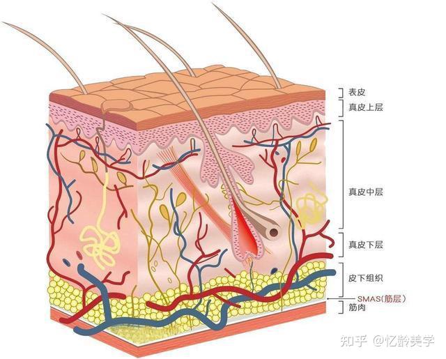 人的皮肤结构