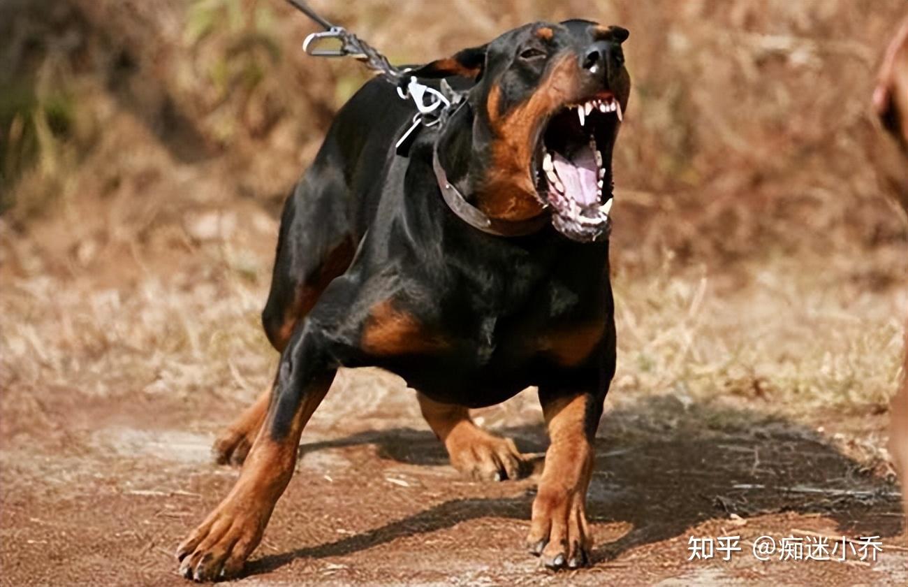 杜宾犬为何有这么多人喜欢网友养了就不想换了