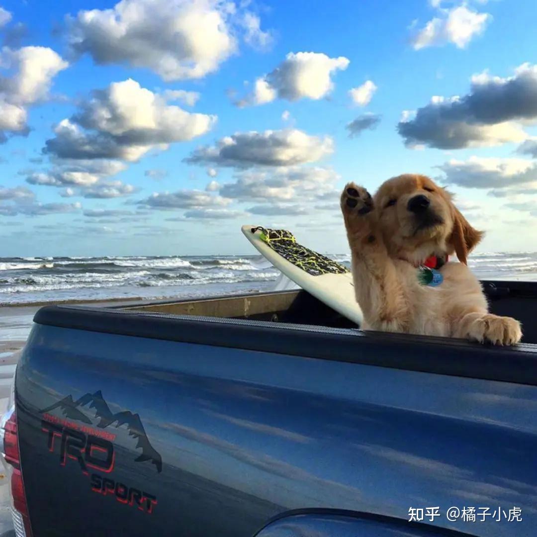 大家有沒有關於人類高質量的貓貓和狗狗的卡通頭像