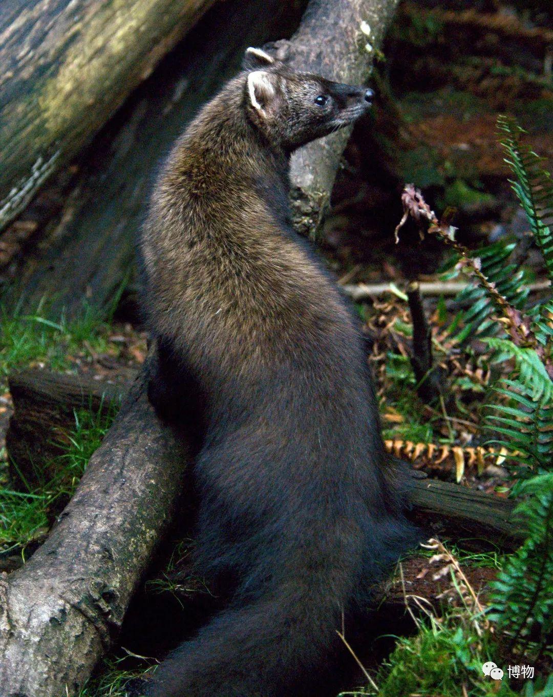 全世界都在捕杀水貂,它到底做错了什么?