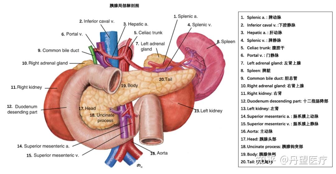 胰腺毗邻器官位置图图片