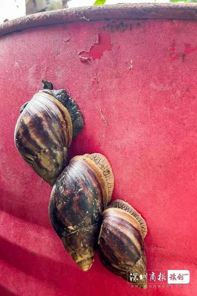 这种东西千万别碰!严重可致死