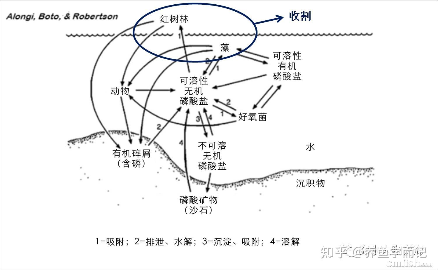 养鱼学而记鱼缸中磷元素的循环
