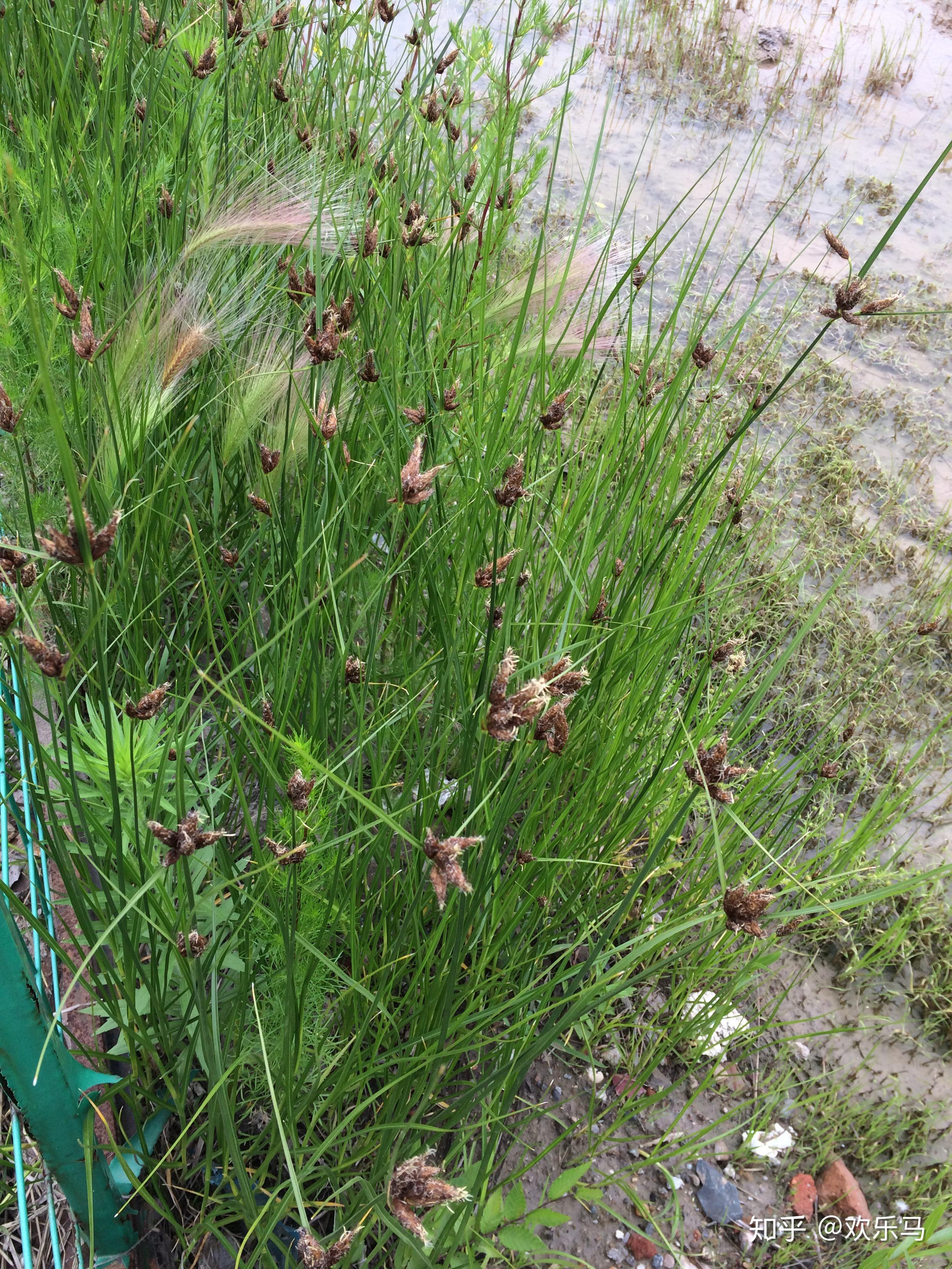 大庆野地植物7扁杆荆三棱
