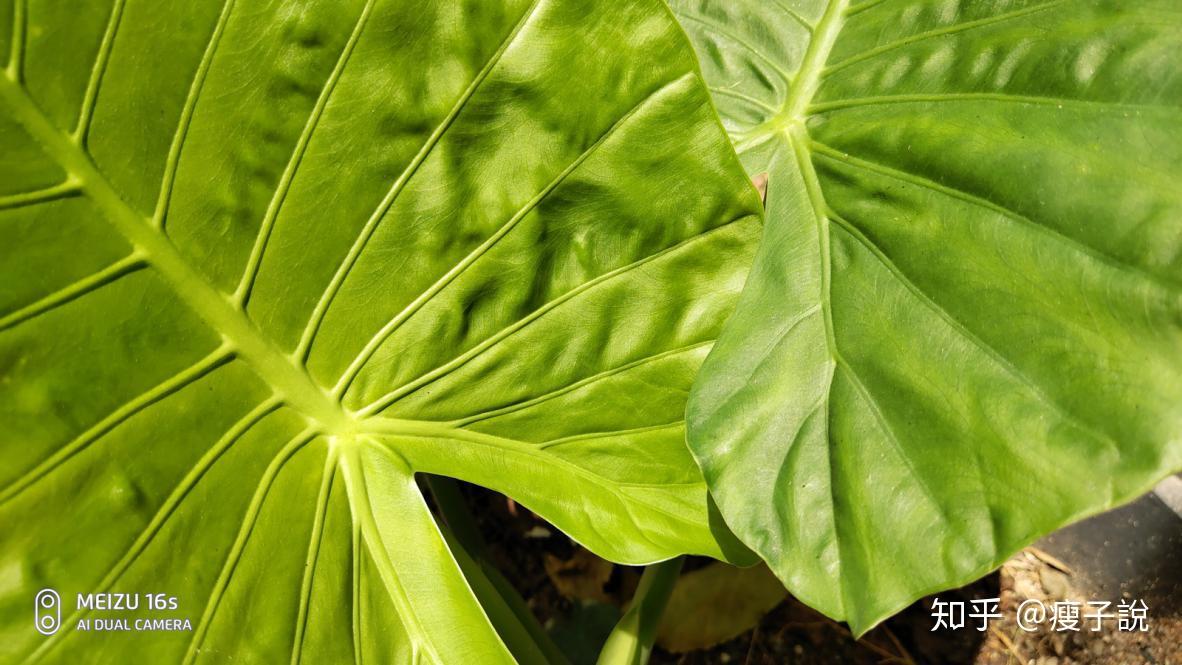 魅族16s能否成为你的年度旗舰