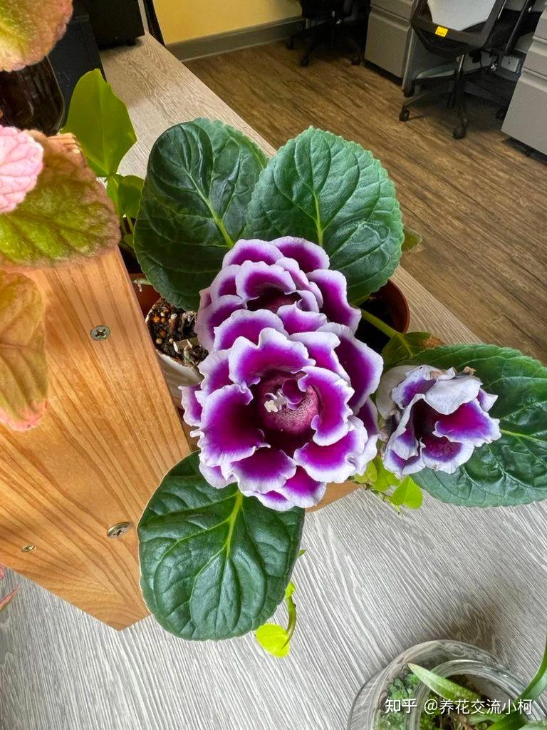 室内养花不可少的8种开花植物,附详细养护小技巧 - 知乎