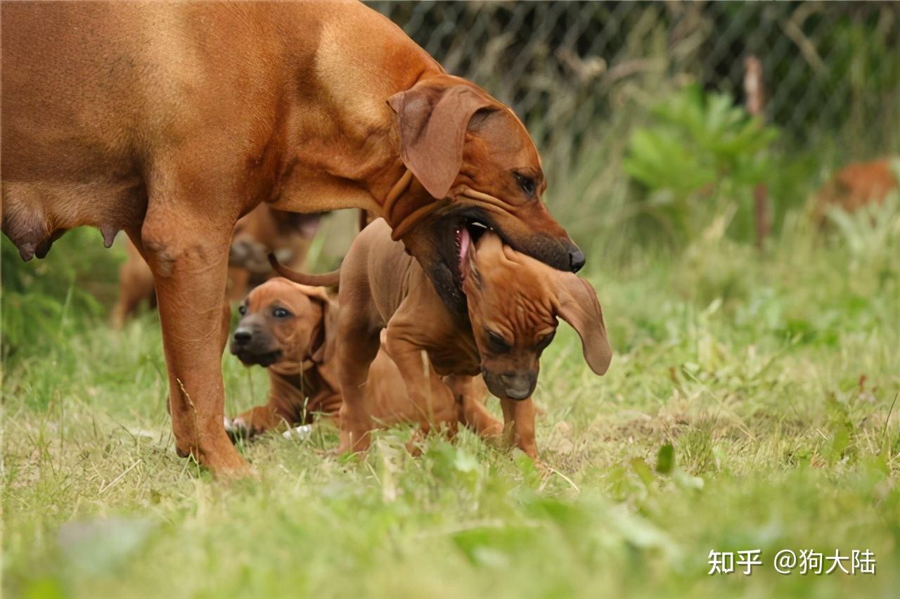 狗妈妈将孩子叼给你是有这些想法很多人理解错误