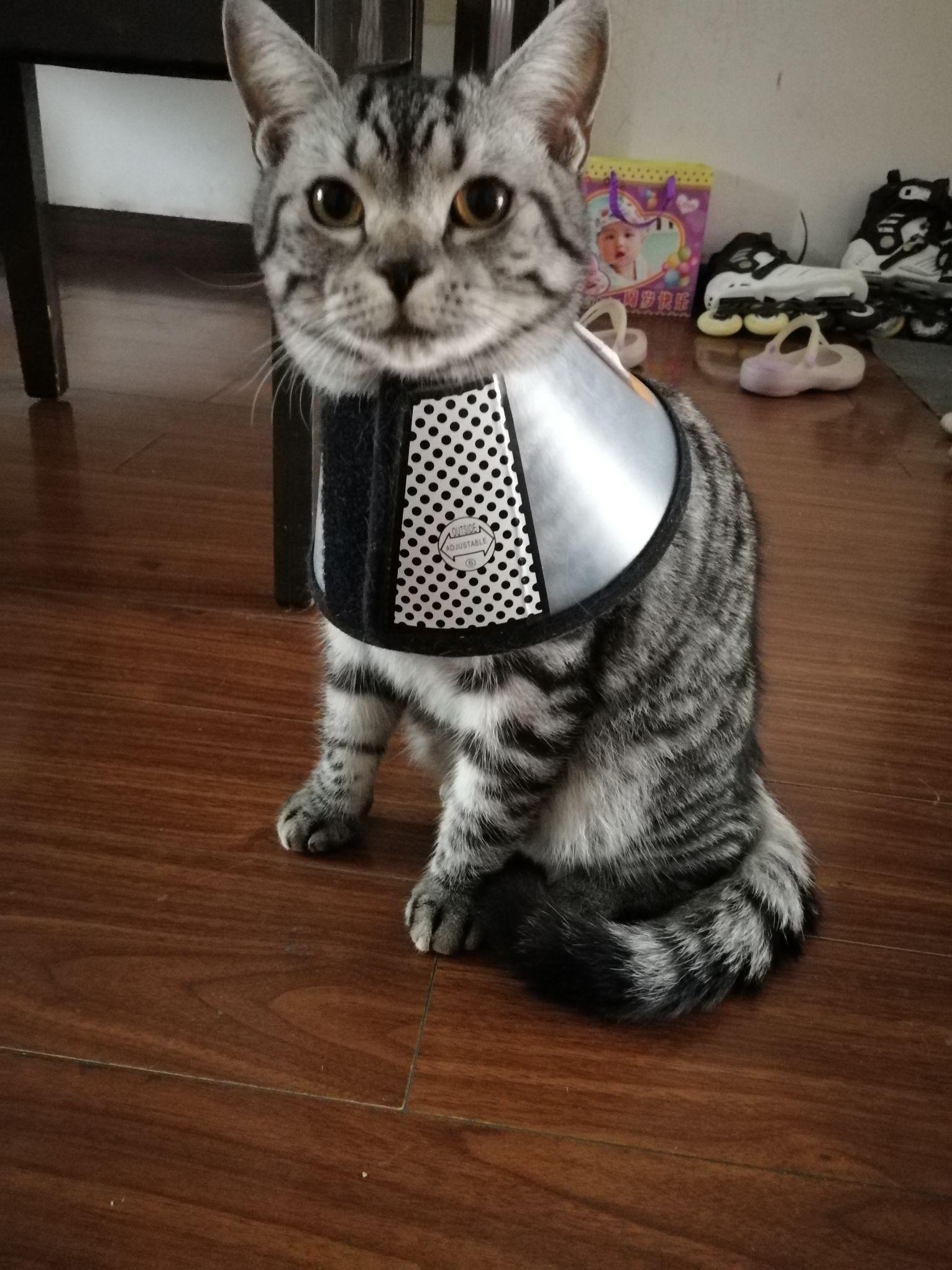 猫知道自己长得好看吗?