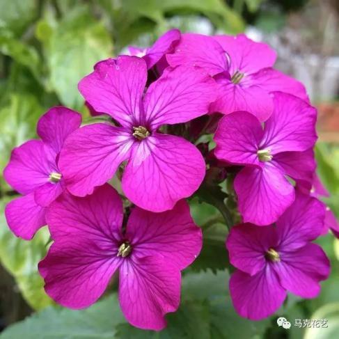 神奇植物银扇草你生活里有见过吗