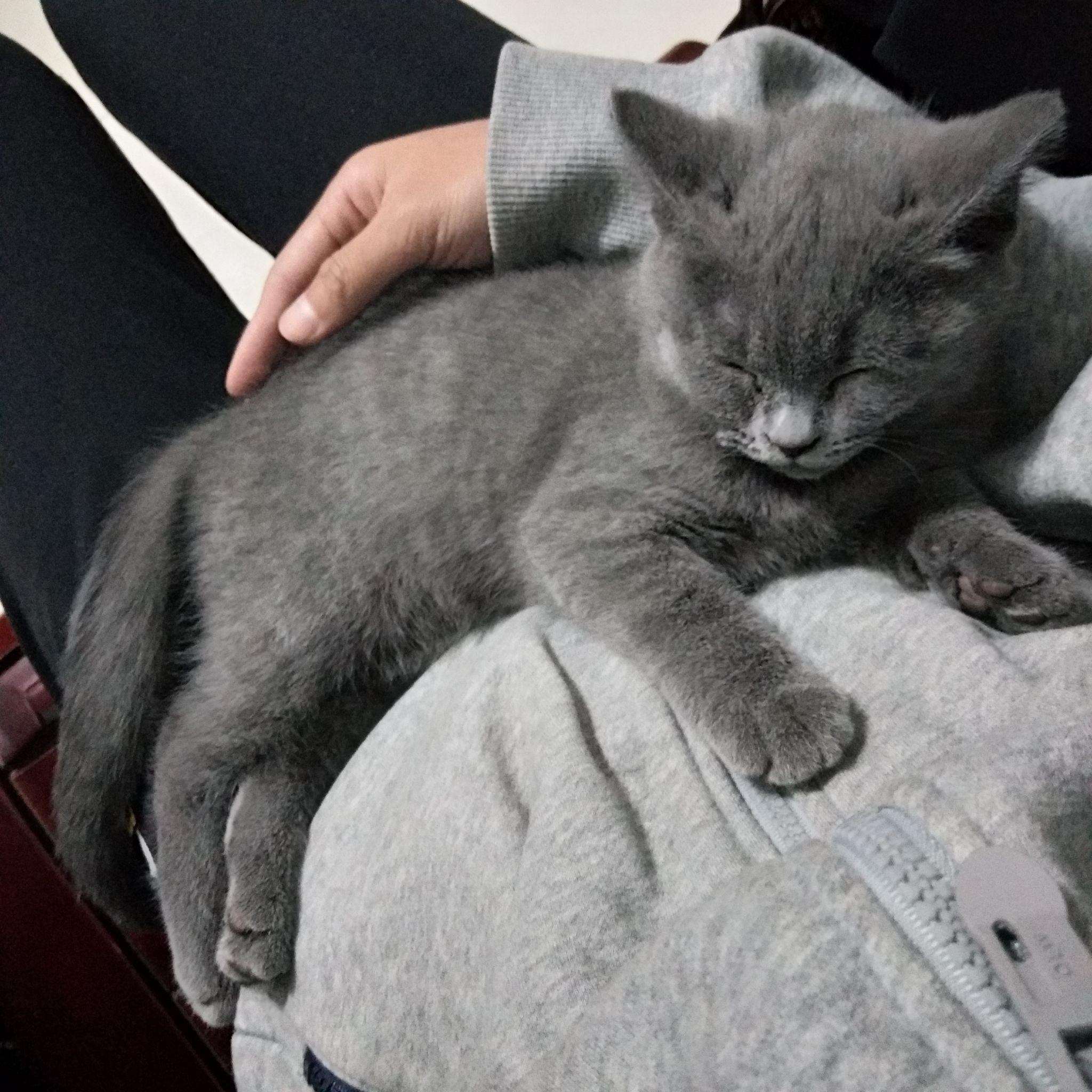 家里的蓝猫快三个月了才这么大正常吗