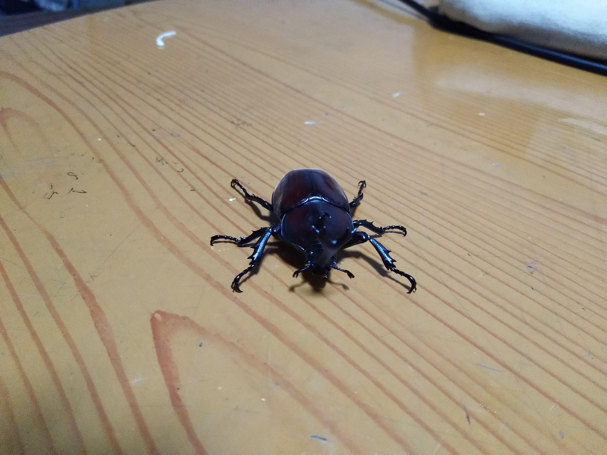 昨晚飞来一只独角仙~ - 知乎