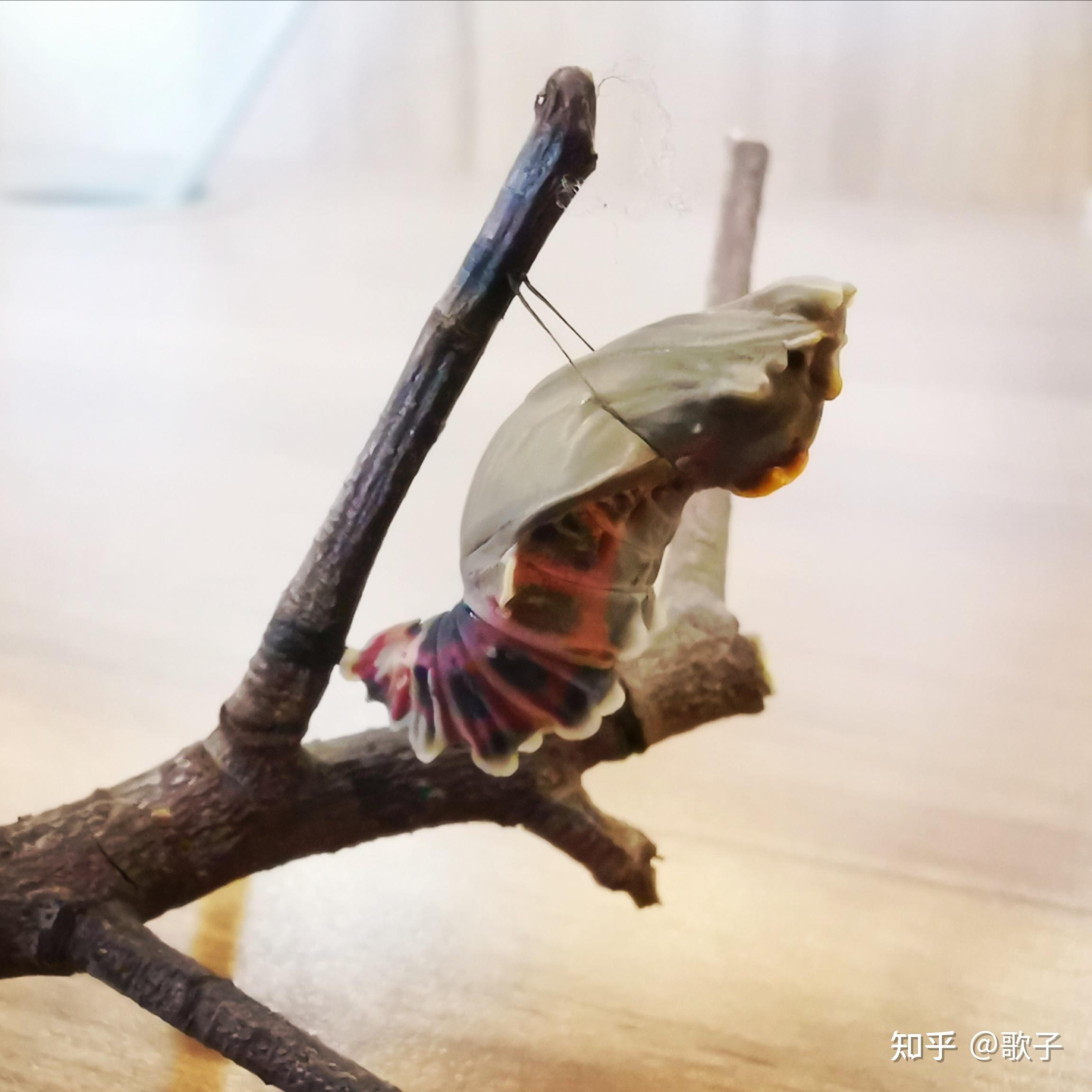 寂寞而富有去年我陪伴了麝凤蝶蜕变的全过程.