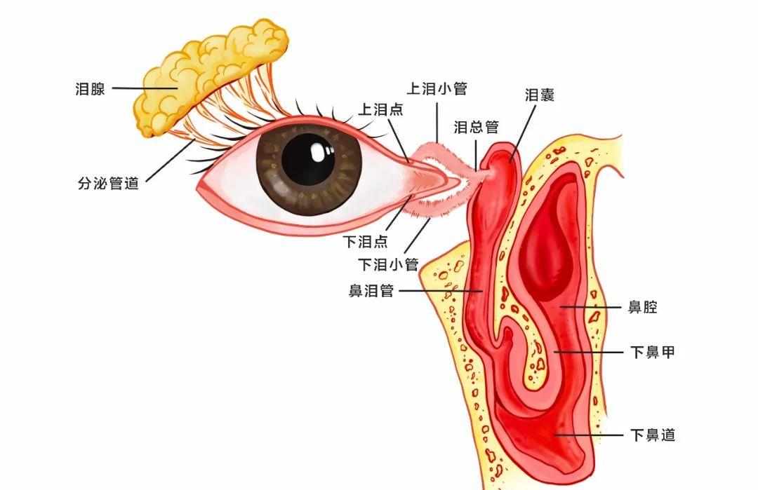泪腺管位置图片