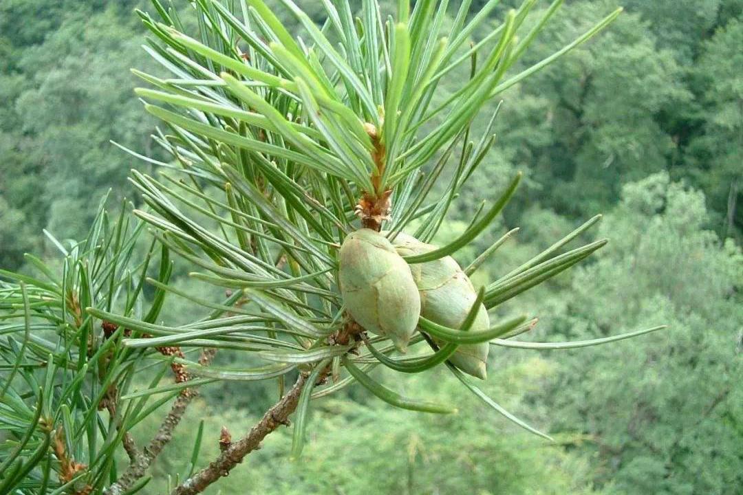 植物界中的国宝级植物——银杉 - 知乎