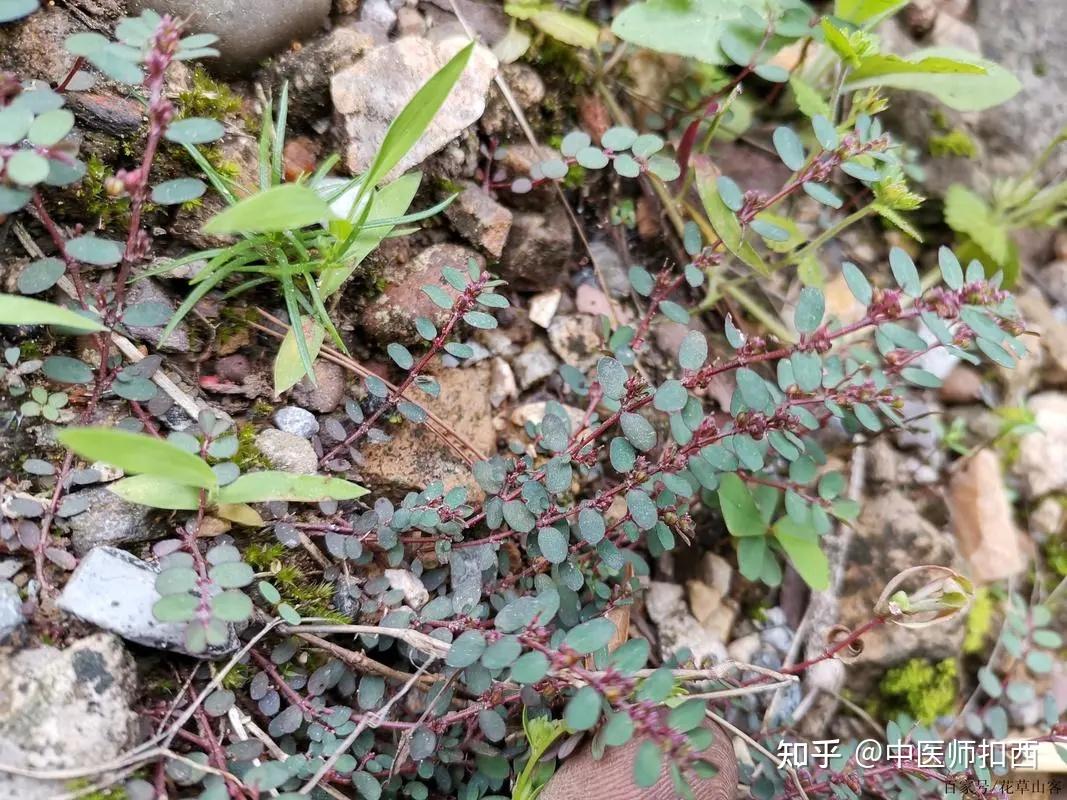 67岭南草药坊 第四十三期 【飞扬草】 