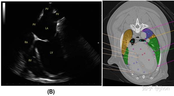 犬经食道超声心动图tee切面获取攻略