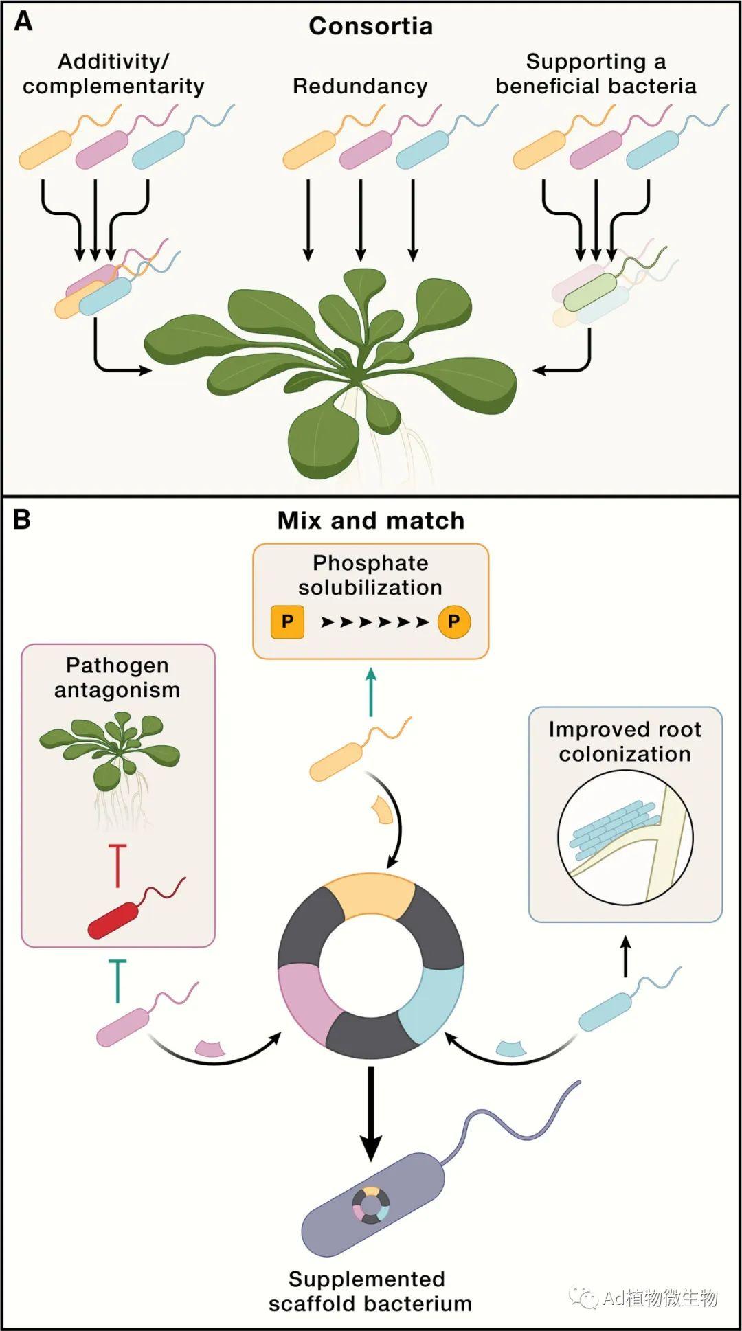 Cell | 植物免疫学大佬Jeff Dangl团队在植物微生物组方向发表最新文章！ - 知乎