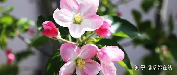 普通贫穷青年的精致生活指南 知乎