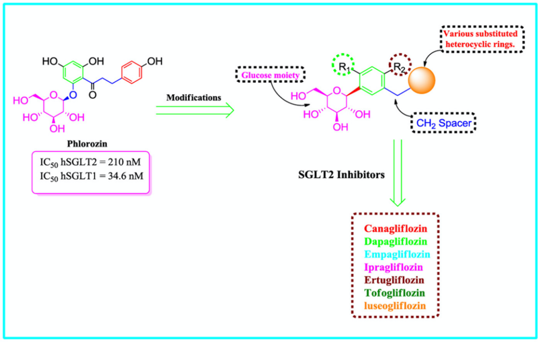 研究表明其非选择性的抑制sglt-1和sglt-2对葡萄糖的重吸收过程,随后