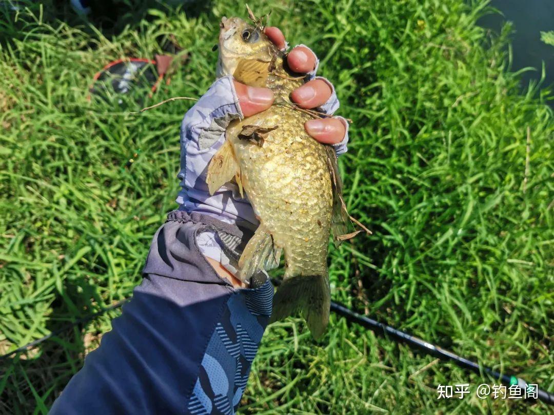 玩传统钓你应该知道的6个知识，老钓友经验之谈，助你少走弯路 - 知乎