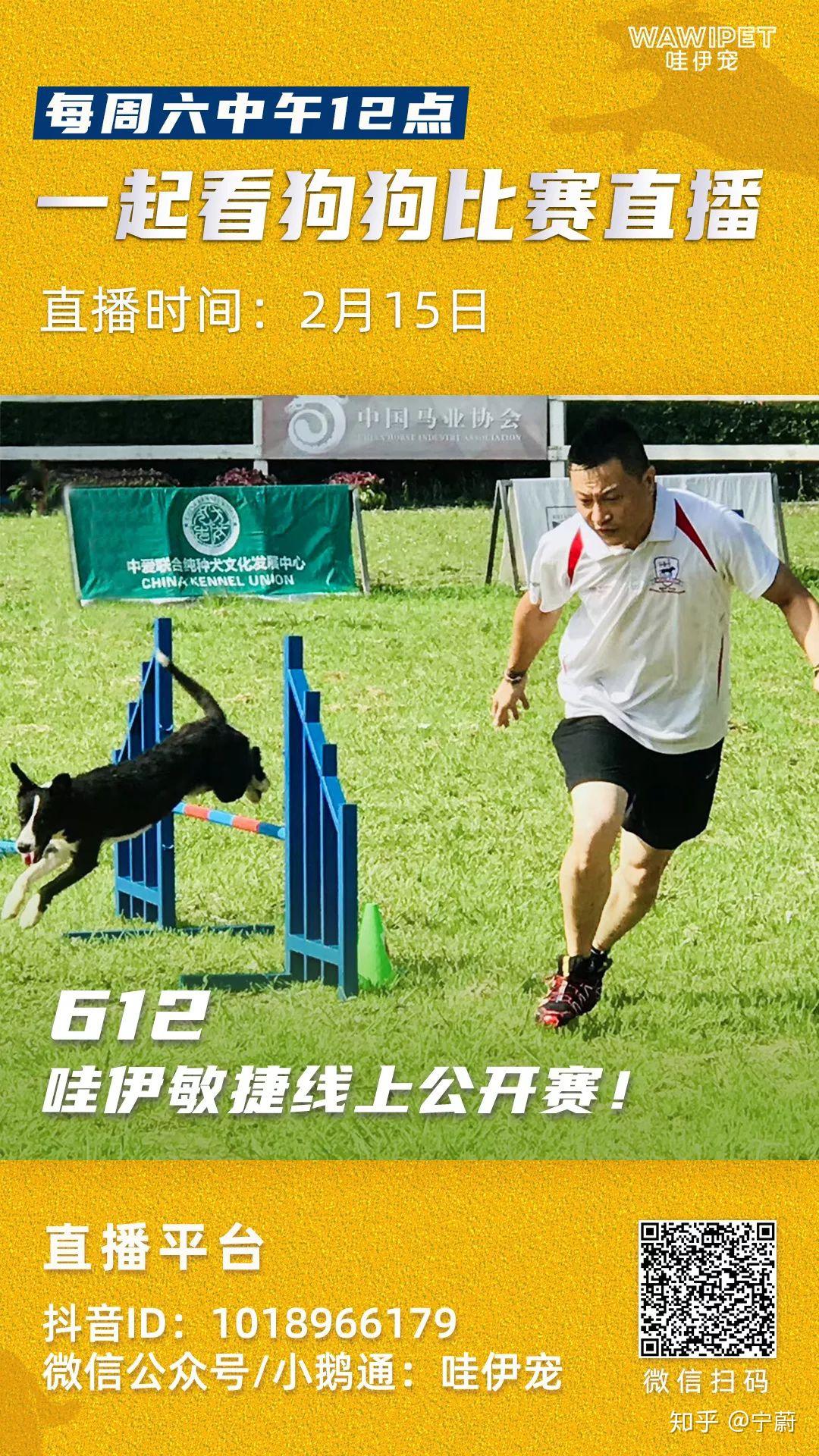 训犬广告海报图片