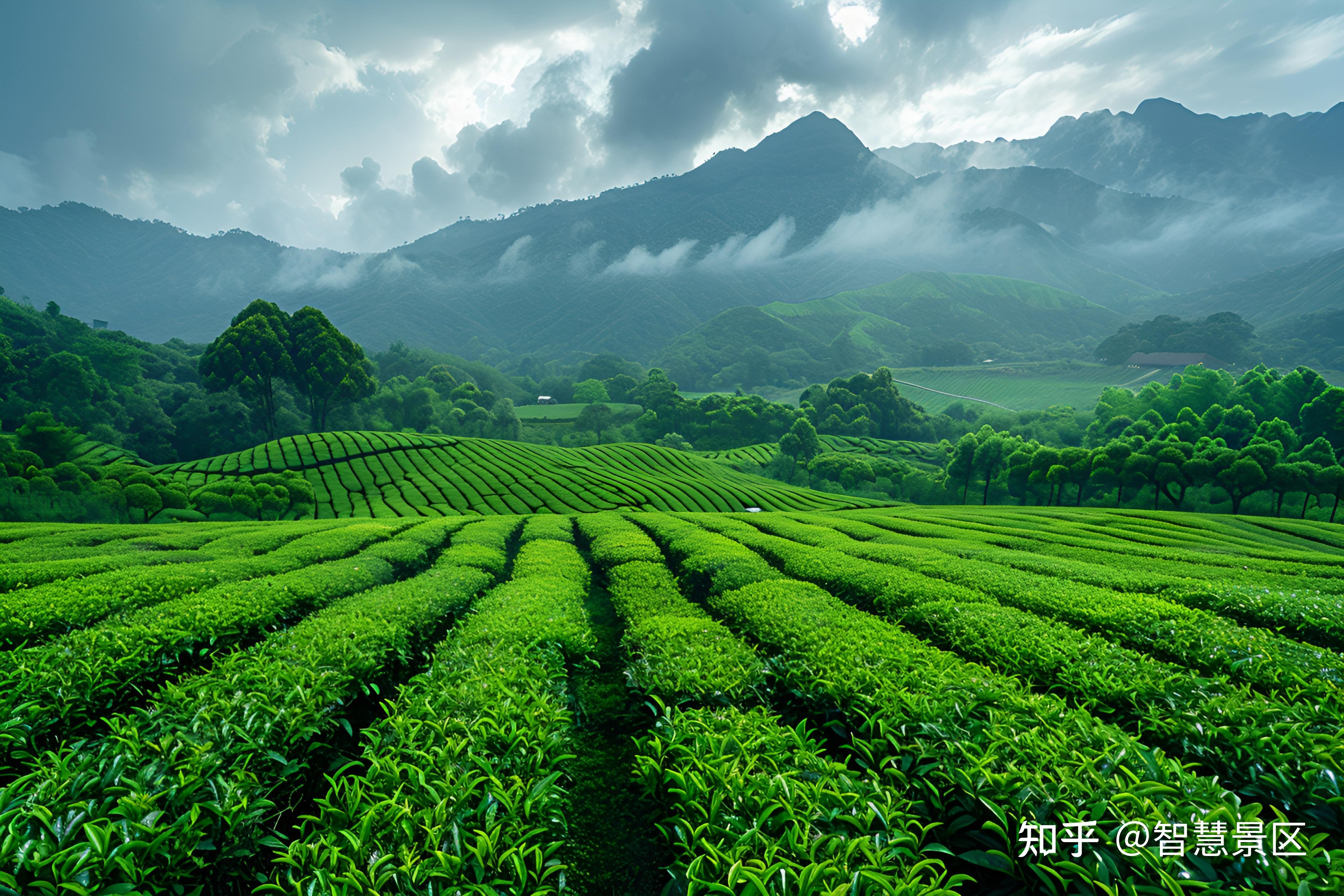 茶山景区如何打造"数字 "旅游业的模式,提升景区游客服务?