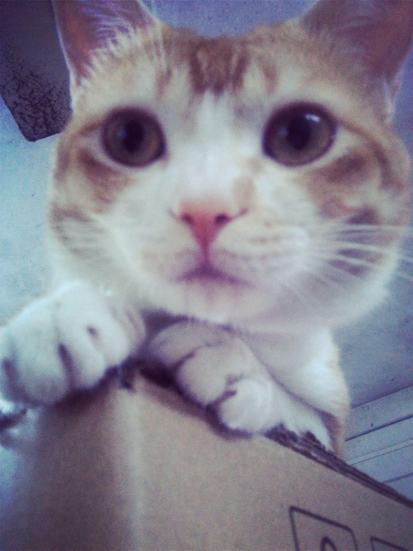 猫的自拍怎么拍的 v2-68fbed3725c37edd554d5159600a1159_r.jpg