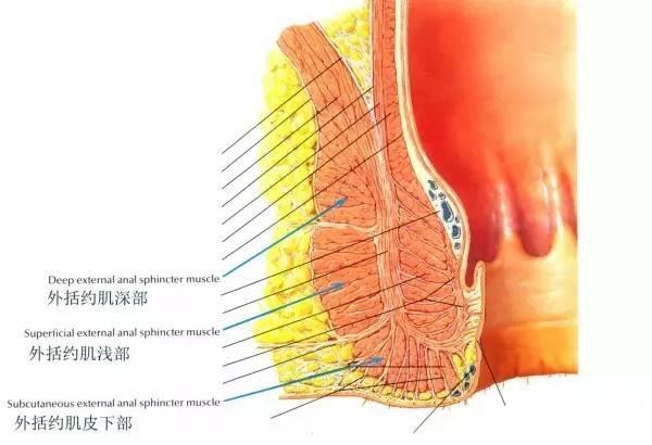 提肛肌解剖图片