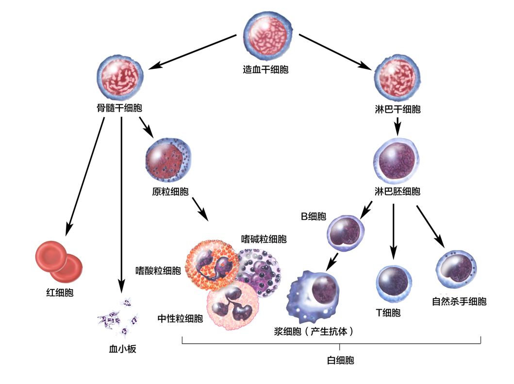 虾青素真的可以增强免疫力吗?