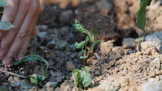 傣族手抓饭吃着有多爽 一簸箕就能吃遍云南 知乎