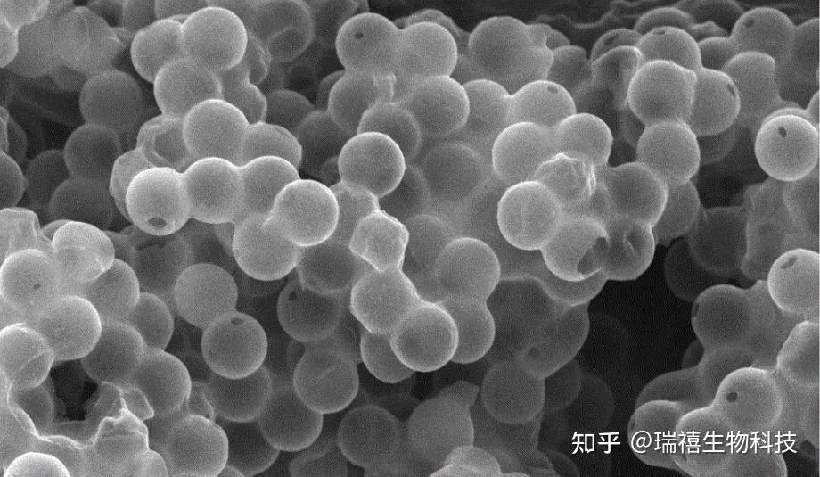 Sio2 微球 载缓蚀剂苯并三氮唑分子修饰介孔二氧化硅微球/ANA-Si稀土核-壳微球SiO2@ANA-Si-RE-L的研究 - 知乎