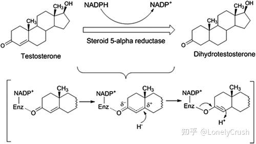 二氢睾酮图片