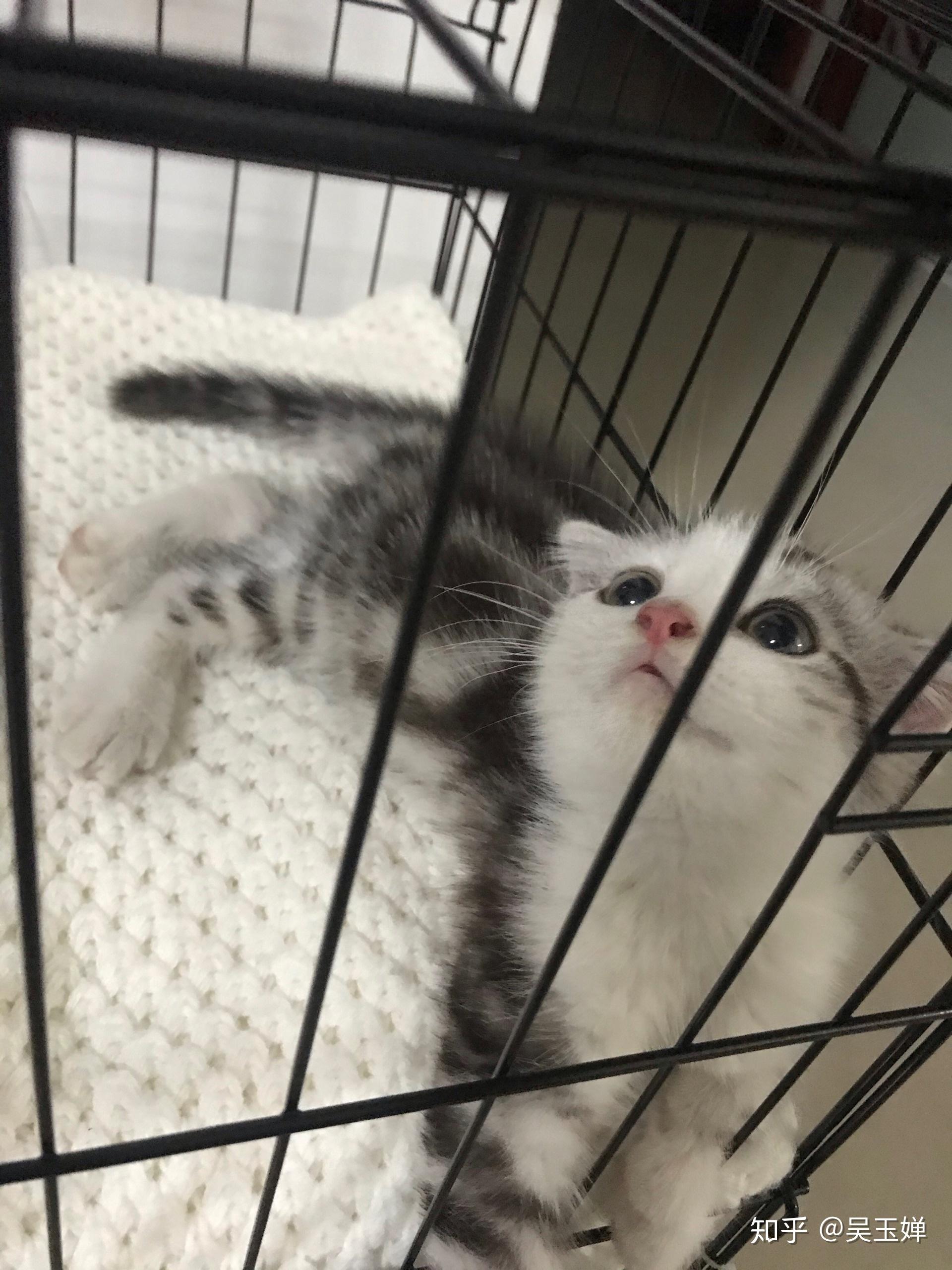 起司猫折耳 - 知乎