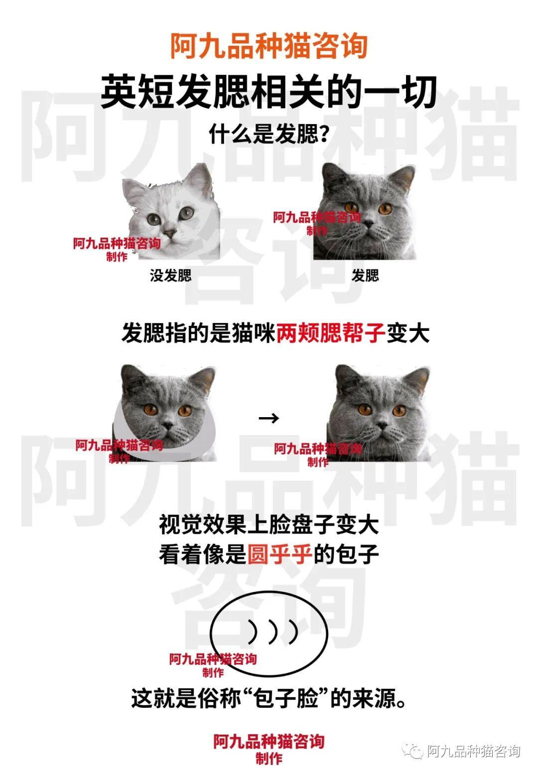 英短蓝猫公母脸型区别图片