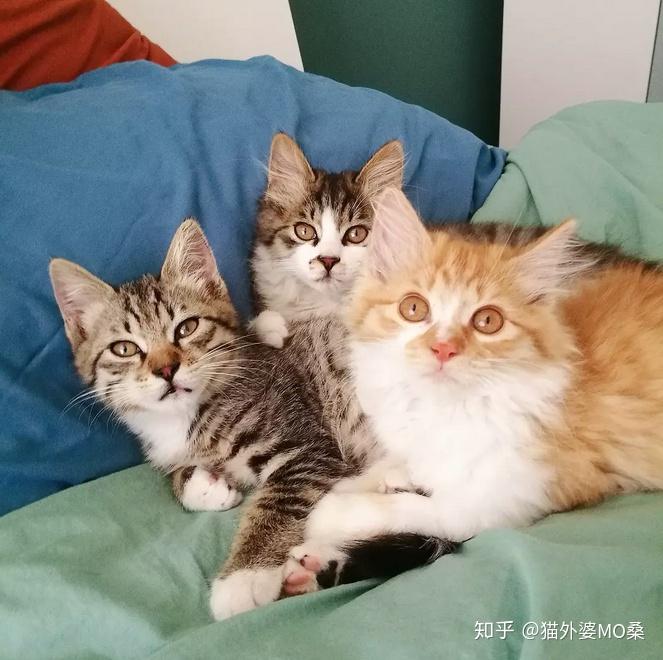 日本三大猫品种图片