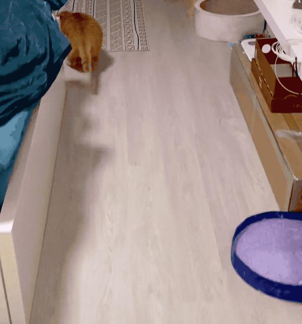 公猫在交配完后,扭头就跑走,很有可能是因为出现了一个比自己强大的