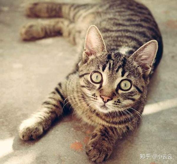 公猫和母猫的差异太明显!更像是跨越了一个种族 - 知乎