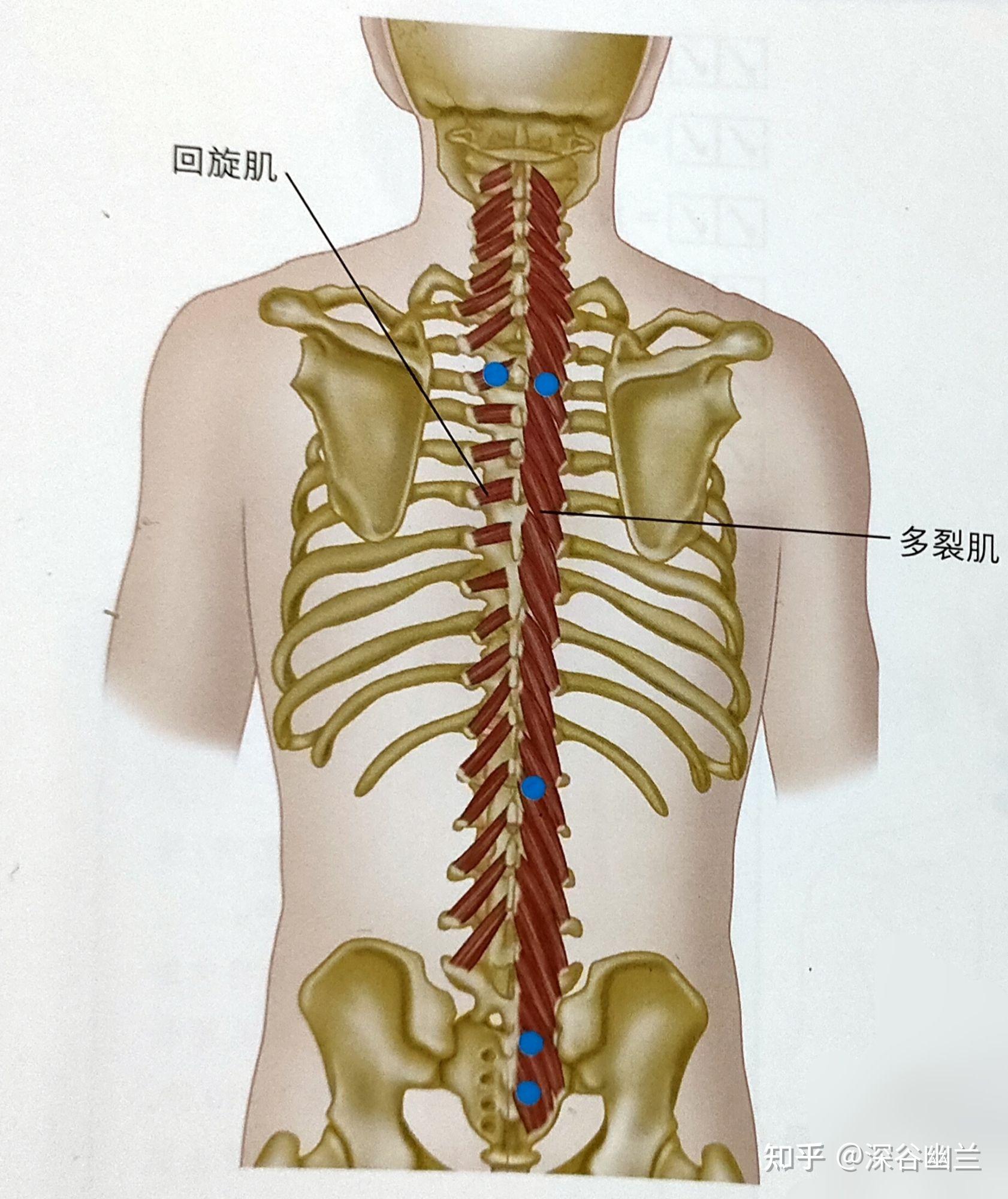 多裂肌起于骶前孔和髂后上棘之间,骶骨后表面