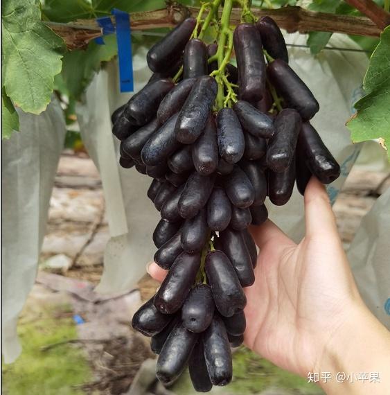 成都黑美人提子批发