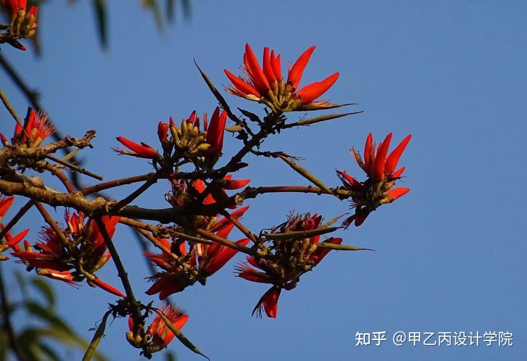 分享|南方常见园林植物合集 - 知乎